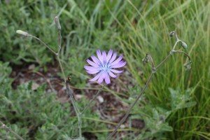 lactuca perennis (2) (1200 x 800)